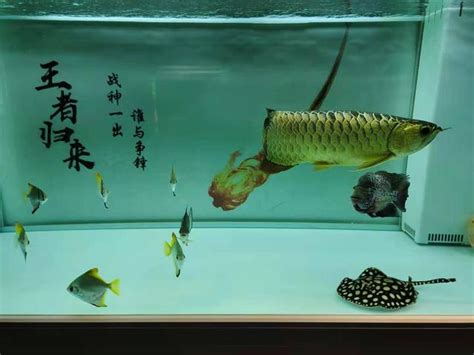 只養一隻魚|這些觀賞魚最好是單缸單條飼養，不太適合與其他觀賞魚混養！